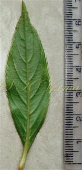 Leaf (Abaxial view)